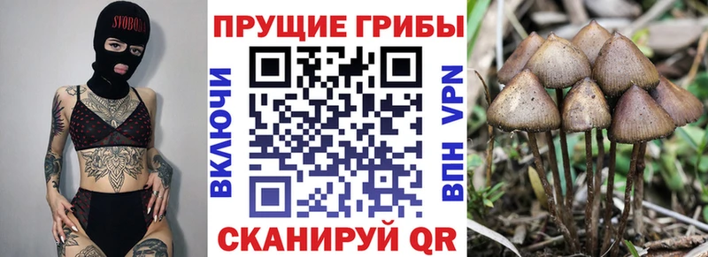 Псилоцибиновые грибы прущие грибы  kraken сайт  Кировград  площадка наркотические препараты  купить наркоту 